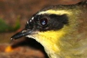 Yellow-throated Scrubwren (Sericornis citreogularis)